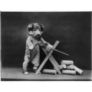   Puppies Dressed as Humans,sawhorse,c1914,Harry W Frees: Home & Kitchen