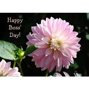  Bosses Cards Pink Dahlia Flowers Happy Boss Day Health 