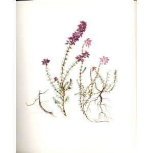  Perrin Ltd Ed 1914 Flowering Plant Heaths: Home & Kitchen
