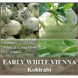  1 LB (130,000+) EARLY WHITE VIENNA Kohlrabi seeds CREAMY 