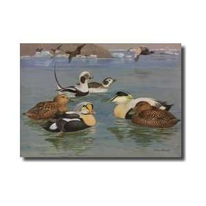  Pairs Of Eiders And Longtailed Ducks Giclee Print