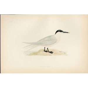  F O Morris Hand Coloured Birds Sandwich Tern Antique Print 