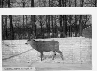 early 1900s photo National Zoo Park, Washington, D  