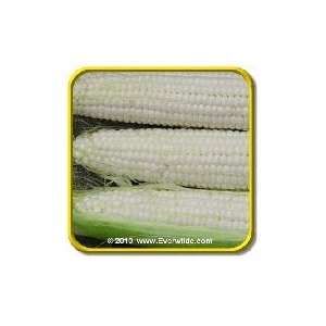  1/4 Lb   Sugar Pearl   Bulk White Hybrid Sweet Corn 