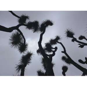  Branches of a Joshua Tree, Mojave Desert, Southern California 