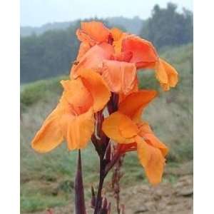  Wyoming Canna 2 Roots   Salmon Blooms Patio, Lawn 