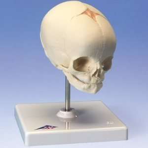 Fetal Skull model, natural cast, 30th week of pregnancy 