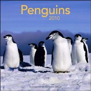  Penguins Wall Calendar 2010 (Wolfgang Kaehler): Everything 