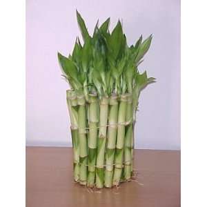   Wedding Favor   50 Stems of Lucky Bamboo 6 inch: Kitchen & Dining