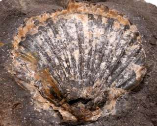 Clam Fossil Specimen in Matrix Awesome  
