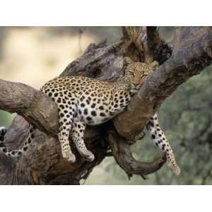 , (Panthera Pardus), Duesternbrook Private Game Reserve, Windhoek 