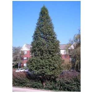  3 Dawn Redwood 1 1/2   2 foot bareroot tree Patio, Lawn & Garden