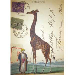 Giraffe Decorative Paper by Cavallini & Co.   Gift Wrap: Set of Four 