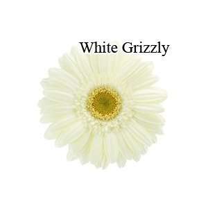  White Grizzly Gerbera Daisies   72 Stems Arts, Crafts 