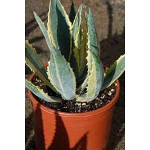  Agave Americana Variegated Cactus Succulent Plant
