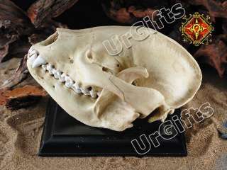 UrGifts     Replica Giant Panda Bear Skull Fossil 11 Scale Resin 