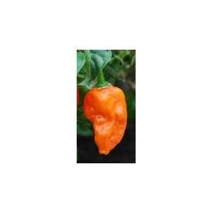 Certified Pure Ghost Pepper  Smoked Grocery & Gourmet Food