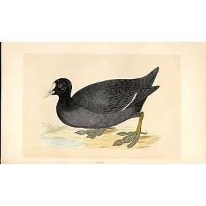  Coot British Birds 1St Ed Morris 1851
