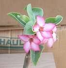Adenium arabicum Gets Fat Trunk Fast Pink Flowers SM 12