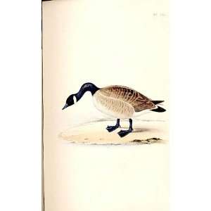  Cravat Goose Meyer H/C Birds 1842 50: Home & Kitchen