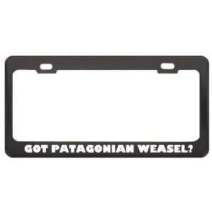 Got Patagonian Weasel? Animals Pets Black Metal License Plate Frame 