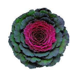  25 Flowering Cabbage Seed Patio, Lawn & Garden