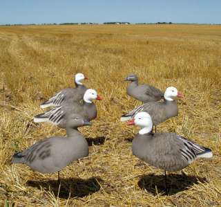 AVERY GREENHEAD GEAR T&T 5/8 BLUE GOOSE ACTIVE DECOYS 6  