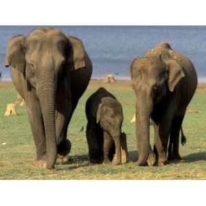  Asian Elephant Family, Nagarhole National Park, India 