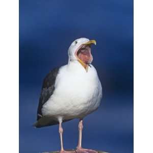  Western Gull Calling, Larus Occidentalis, North America 