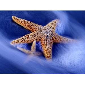 Two Starfish on Beach, Hilton Head Island, South Carolina 