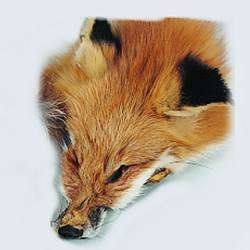 Genuine Fox Face, Pelt Hide Fur,Craft Suppy, Choose your color  
