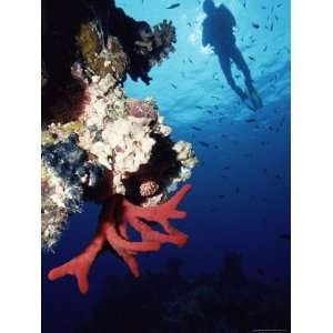  Coral Reef and Diver, off Sharm El Sheikh, Sinai, Red Sea 