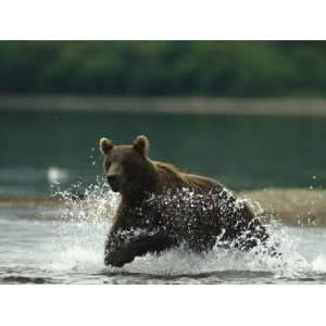  A Brown Bear Splashing Through Water While Hunting Salmon 