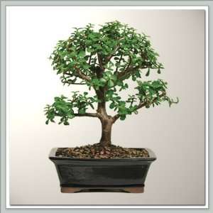 Dwarf Jade (Portualacaria) Bonsai Tree II  Nursery Direct from 