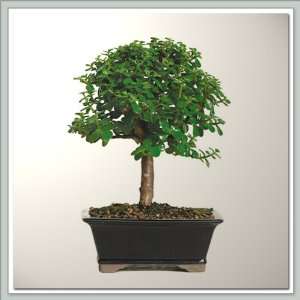 Nursery Direct Dwarf Jade (Portualacaria) Bonsai Tree I  