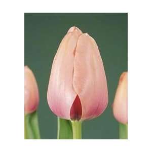   Impression Fall Flower Bulb   Pack of Eight Patio, Lawn & Garden