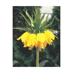     Yellow Fall Flower Bulb   Pack of One Patio, Lawn & Garden