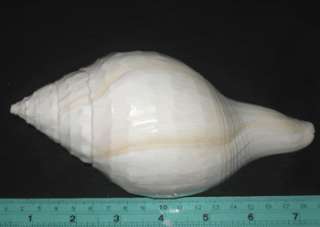 inchs Turbinella Pyrum Chank Sea Shell Seashell  