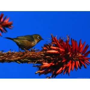 Silvereye Bird Perched on a Red Hot Poker Plant, Leigh, New Zealand 
