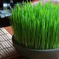   Grass / Cat Grass Seeds ~ Certified USDA Organic ~ Choose Your Amount