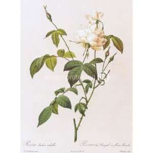  Monthly Rose Redoute Vintage Botanical Art MOUSE PAD 