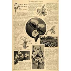  1896 Article Lilies Flowers Floral Nancy Mann Waddle Trillium 
