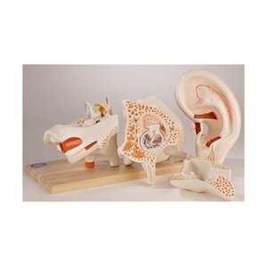 Deluxe Eight Part Ear Anatomical Model  Industrial 