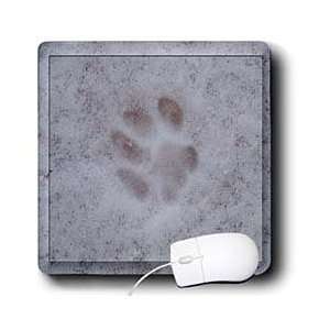  Rebecca Anne Grant Photography Designs Cats   Cat Paw Print In Snow 