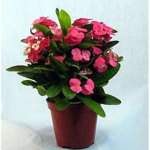   Pink Crown of Thorns Plant   Euphorbia   4 Pot: Patio, Lawn & Garden