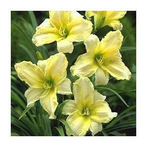  Hemerocallis Ice Carnival Patio, Lawn & Garden