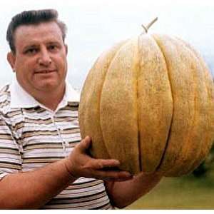  North Carolina Giant Cantaloupe   10 Seeds   HUGE 70lbs 