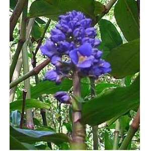 SPRING SPECIAL   4 Hawaiian Blue Polu Ginger Plant Roots 