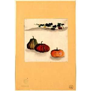  1800 Japanese Print . Kabocha squash with plant growing in 