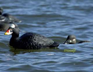 AVERY GREENHEAD GEAR GHG SURF SCOTER DUCK DECOYS 6 NEW 700905740031 